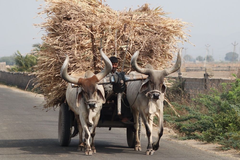 Photograph by Bapodara Sugha