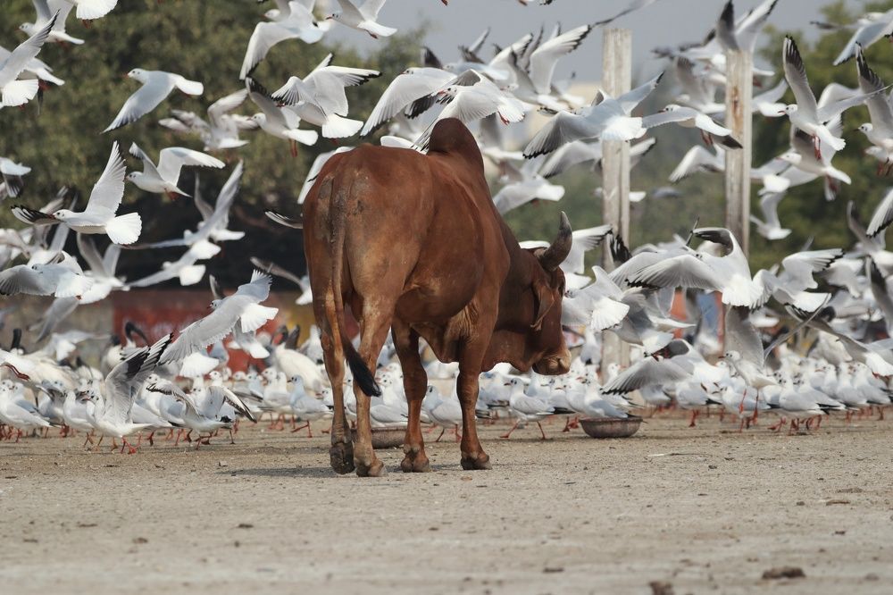 Photograph by Bapodara Sugha
