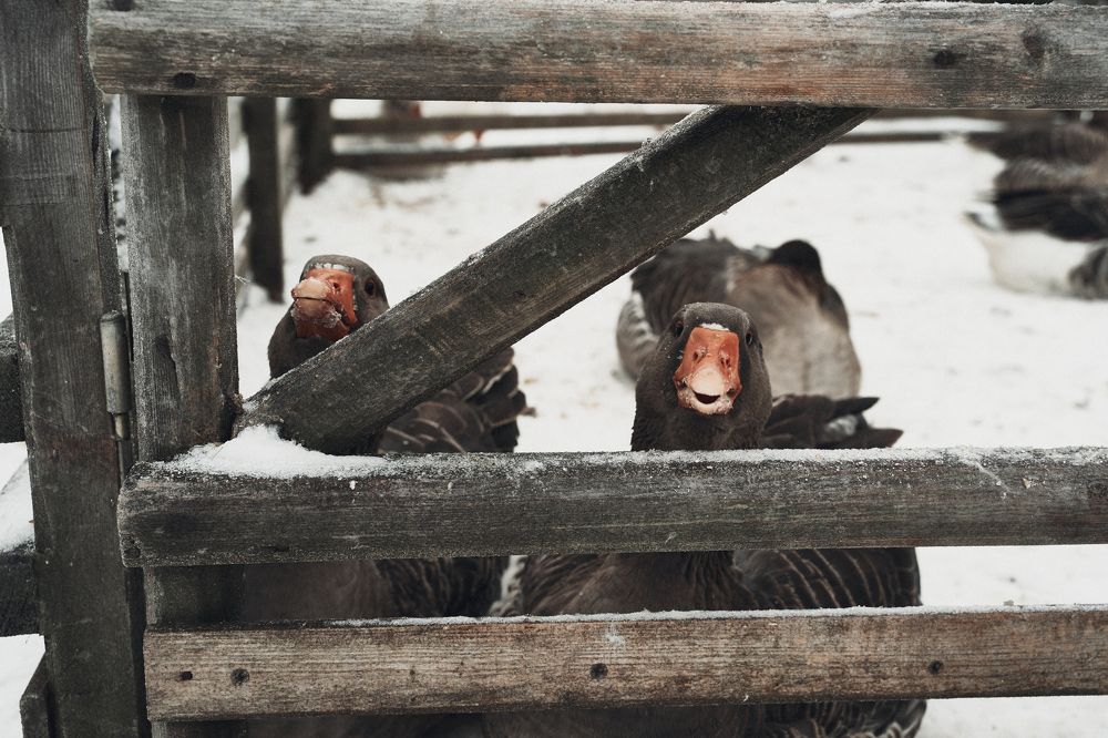 Photograph by Евгения Сигутина