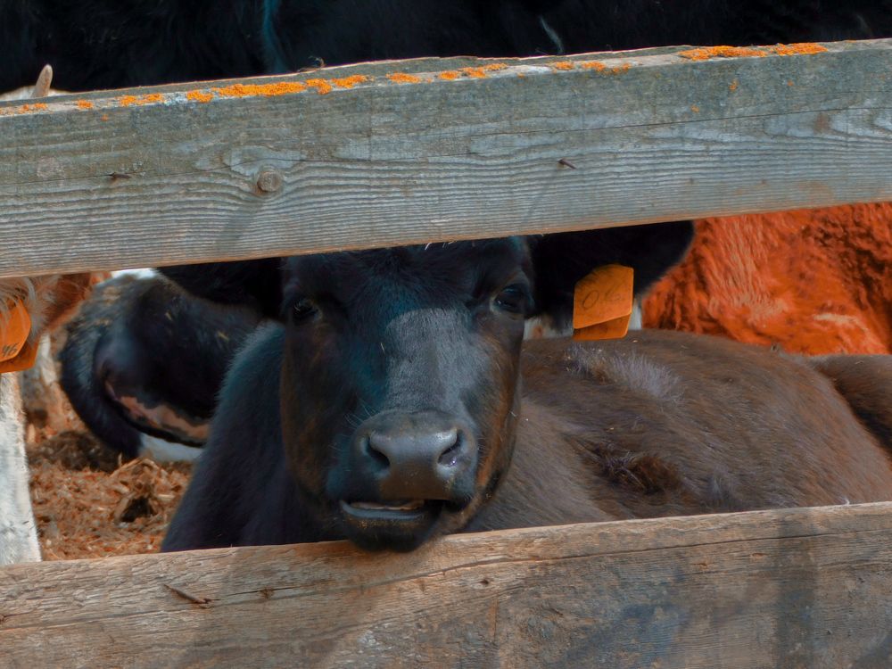 Photograph by Юлия Журавлёва