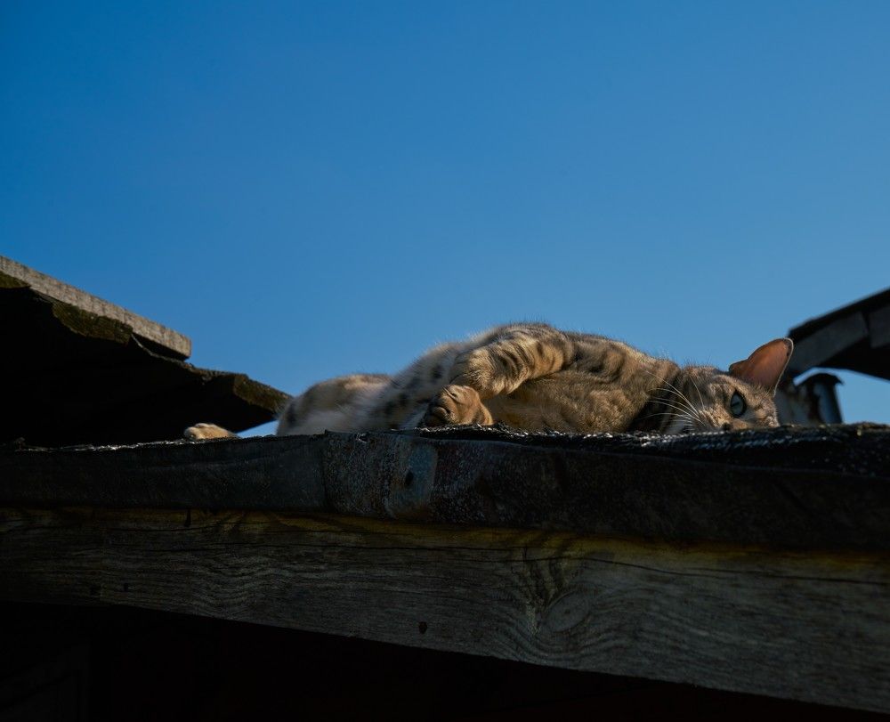 Photograph by Евгения Сигутина