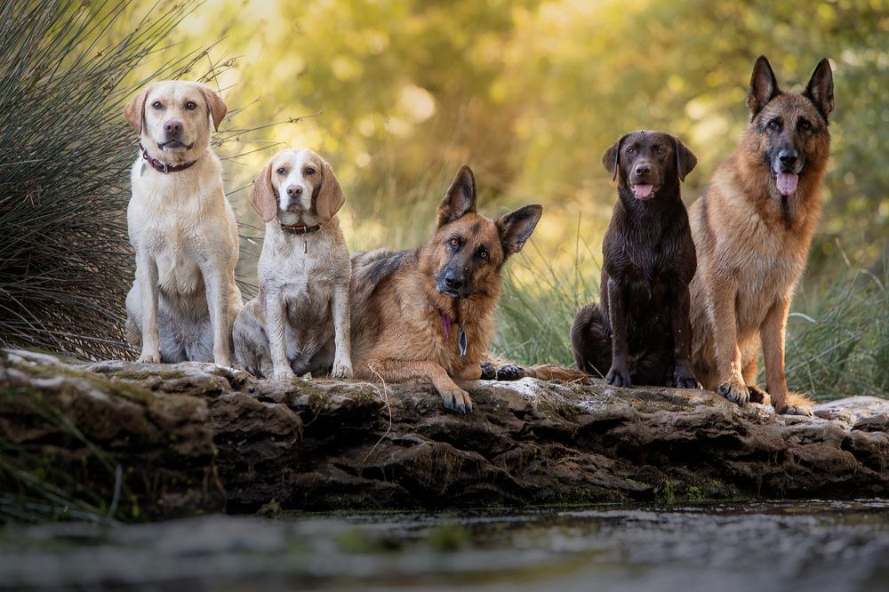 Caddie, Ginga, Blue, Mara & Lucky
