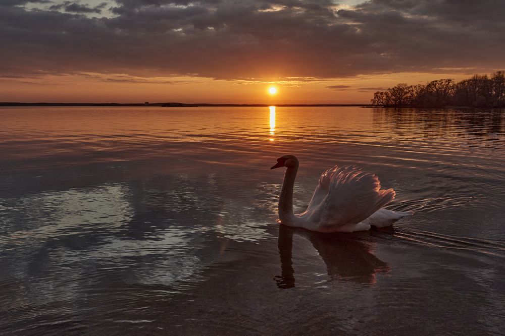 Белая лебедь на фоне заката.