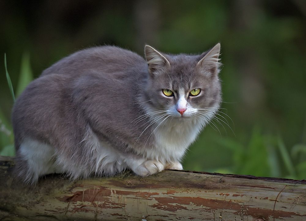 Photograph by Shibram Nag