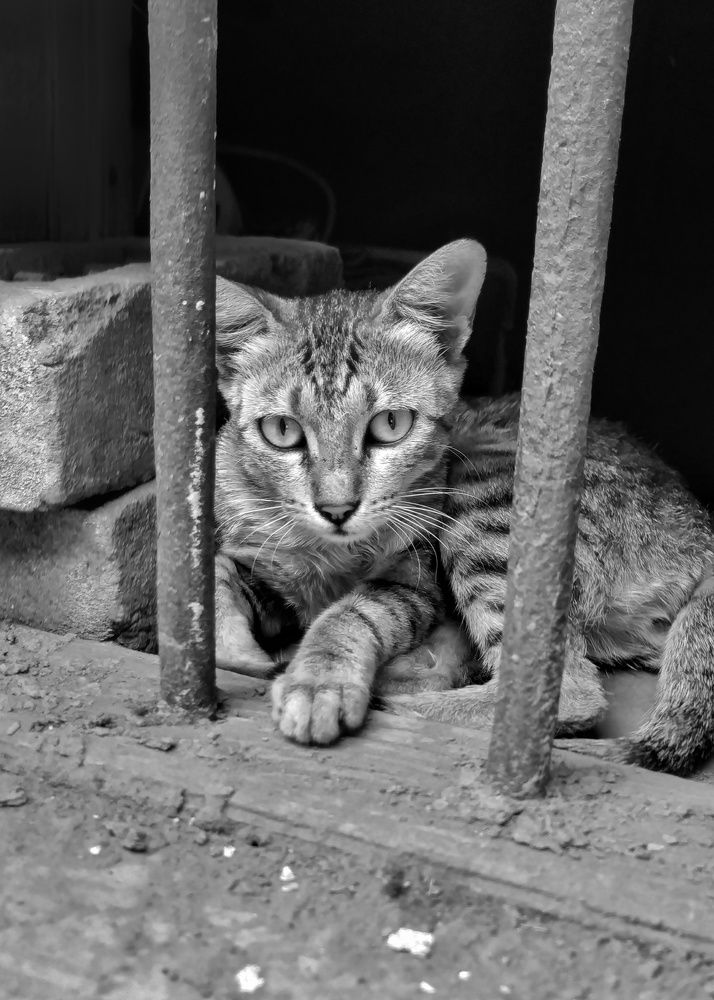 Фотография автора SK Shahbaj Ahmed