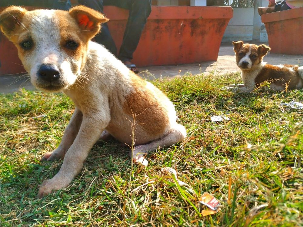 Фотография автора SK Shahbaj Ahmed