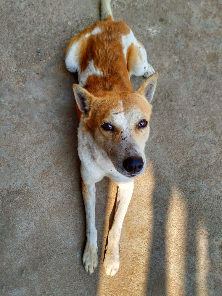 Фотография автора SK Shahbaj Ahmed