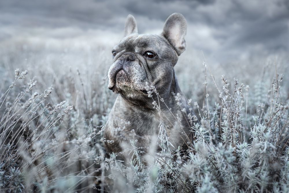 Фотография автора Linda Celis