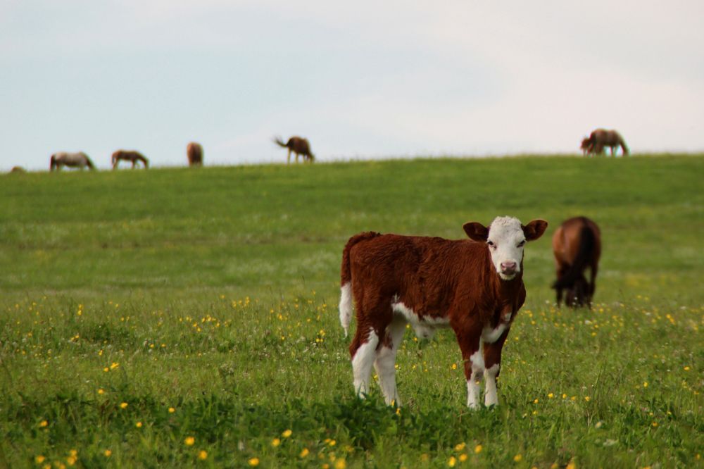 Photograph by Юлия Трап