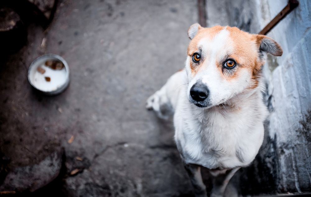 Photograph by Sergey Trush