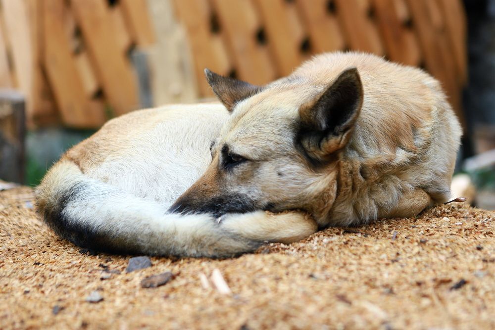 Photograph by Андрей Телибаев