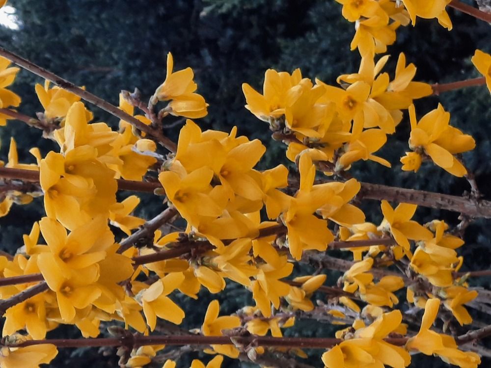 Цветение акации