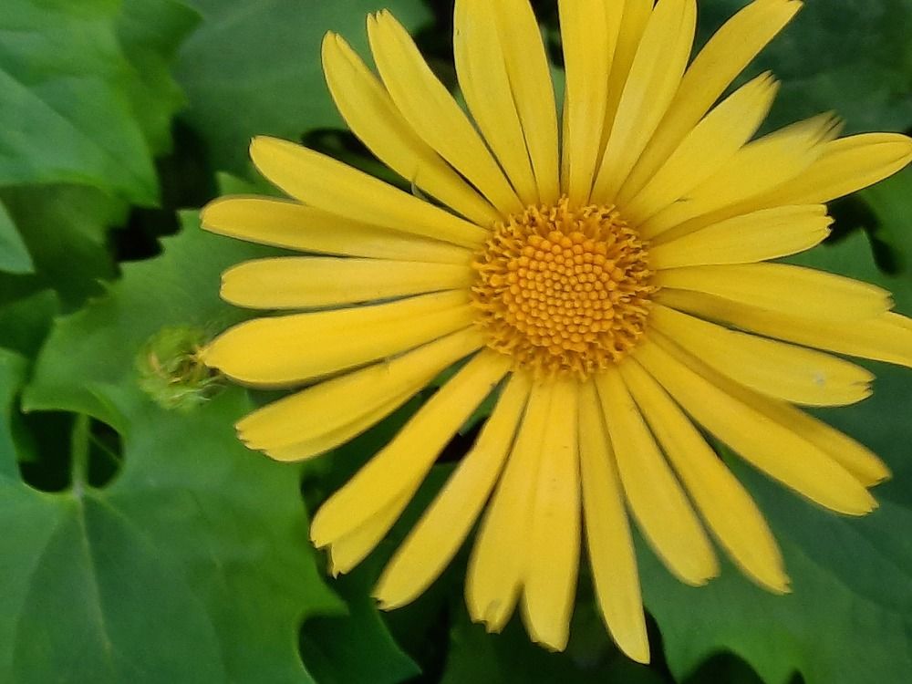 Photograph by Инна Демкив