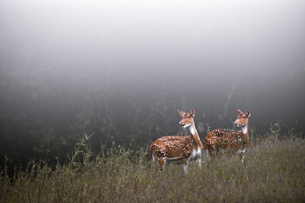 Photograph by Karthikeyan Balakrishnan