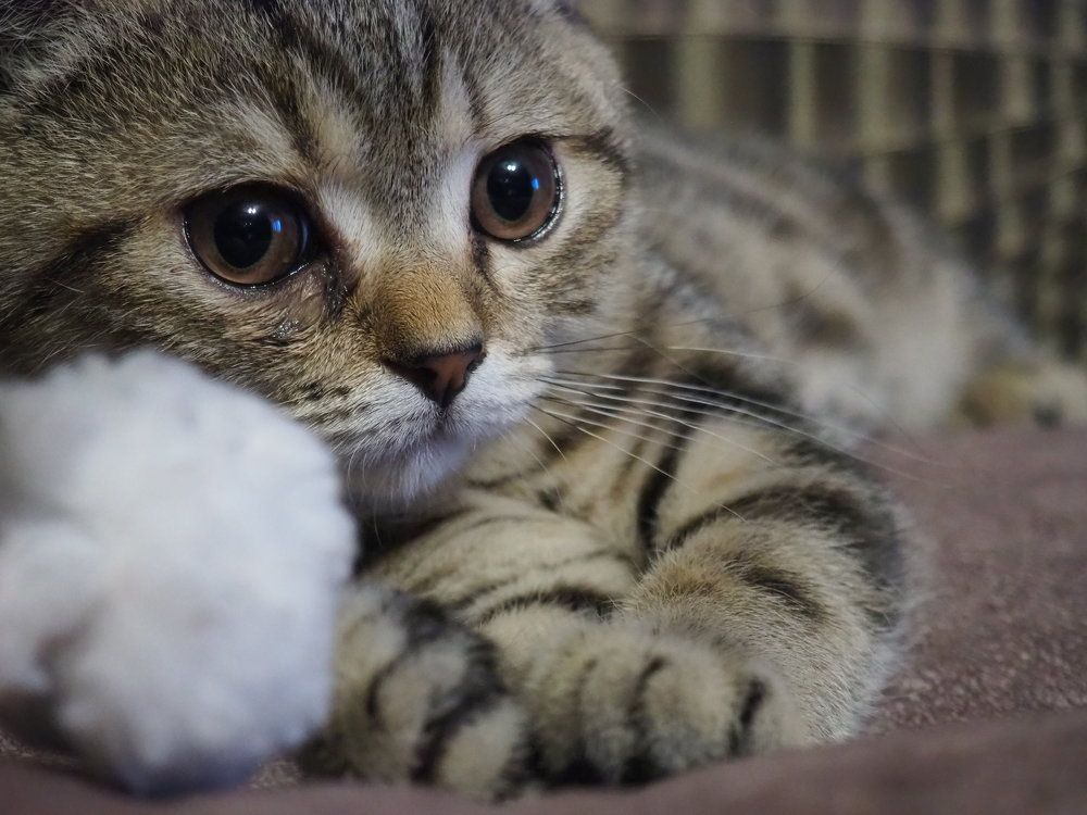 Photograph by Elena Khalizova