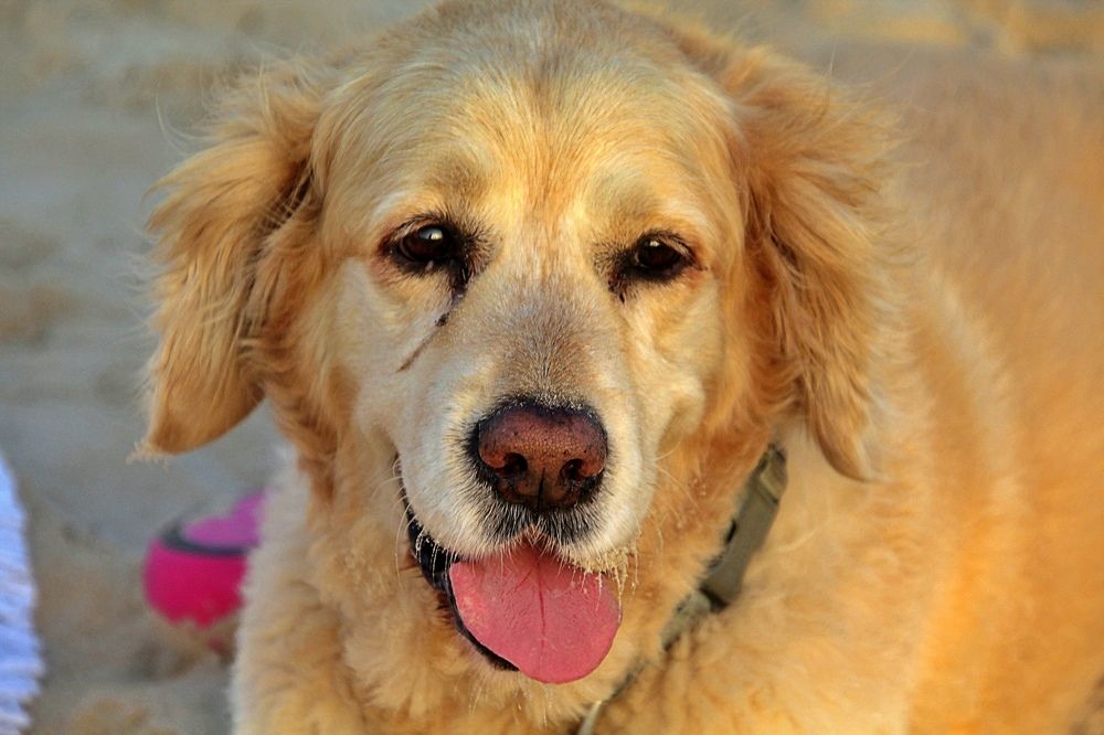 Photograph by Debbie Strauss