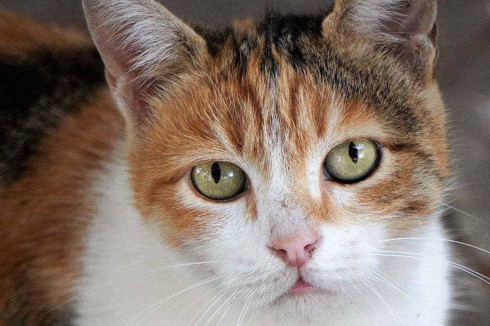 Photograph by Tamir Mor