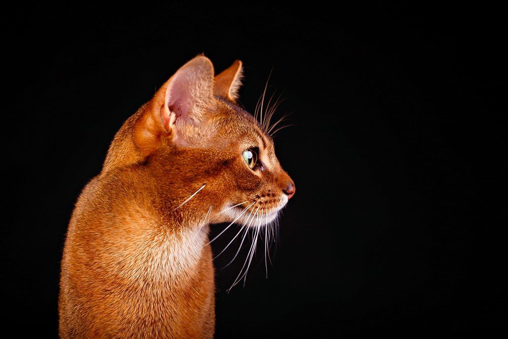 Photograph by Анастасия Байкалова