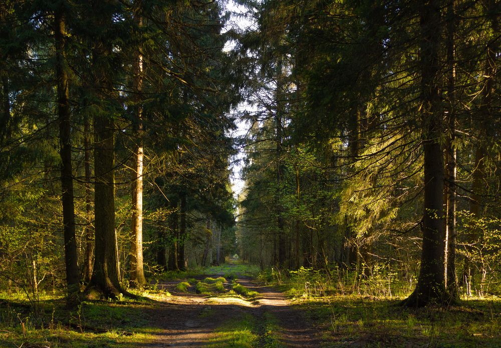 Фотография автора Ольга Бонина