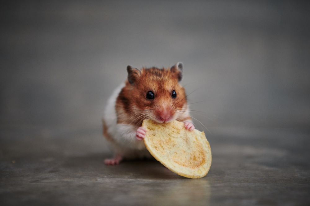 Фотография автора Mino Swayne