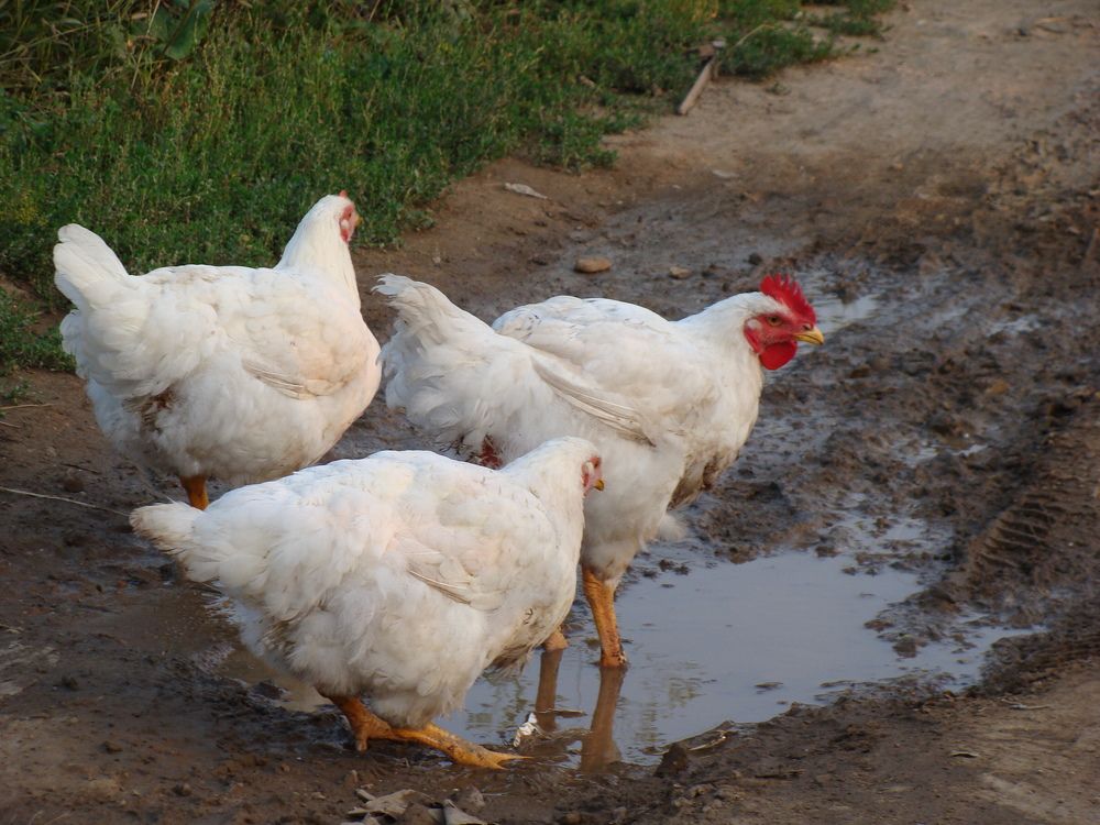 Photograph by Николай Худяков