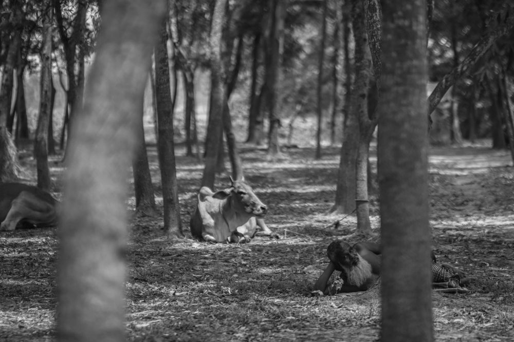 Photograph by Sumon Ghosh