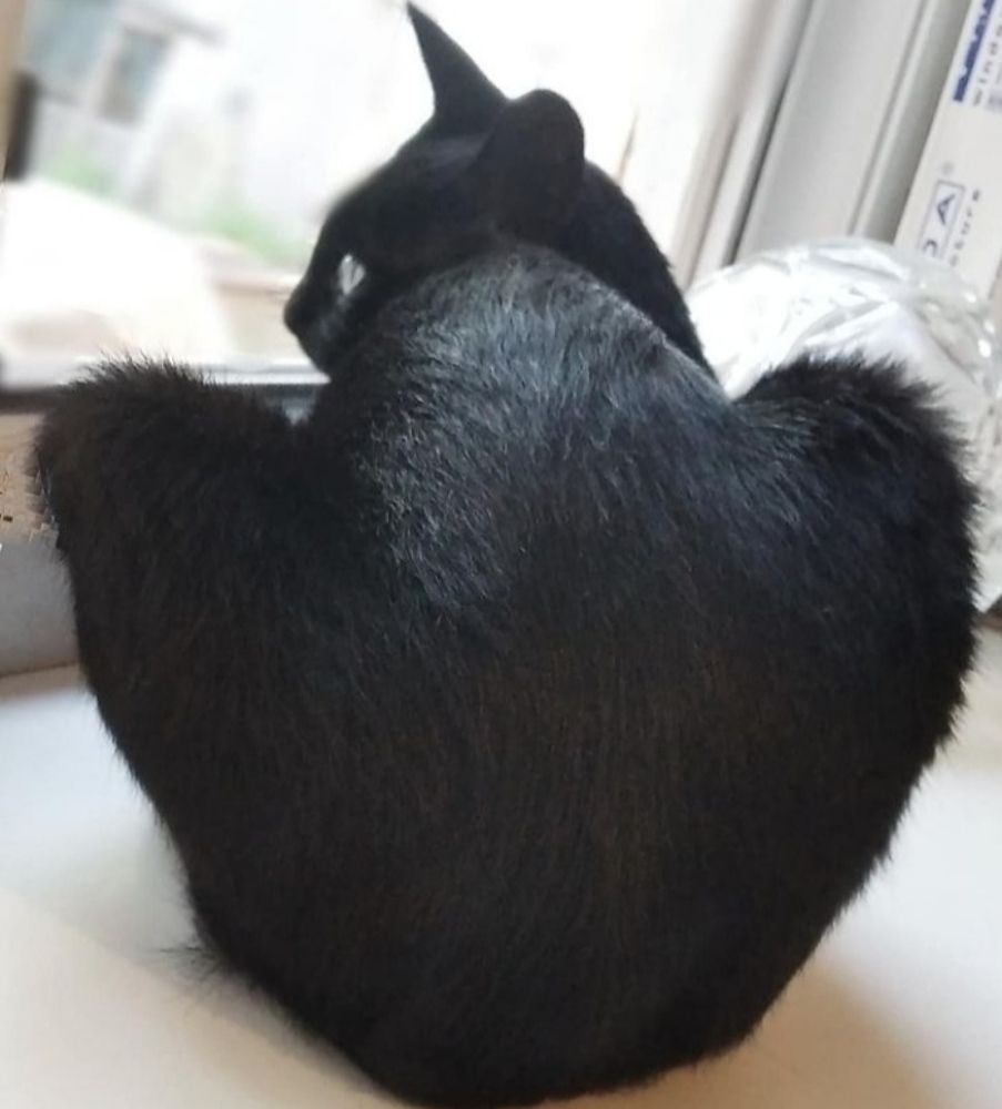 Наш котик в позе сердца.