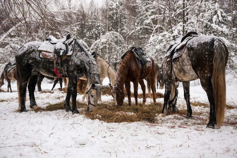 Photograph by Евгений Моляшов