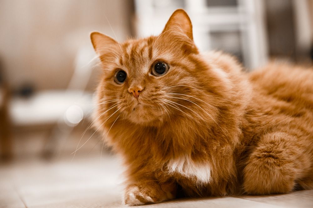 Фотография автора Елена Кошкина