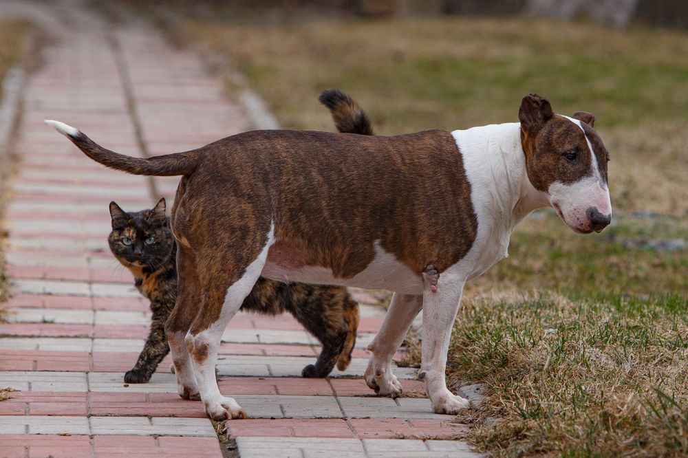 Фотография автора Елена Кошкина