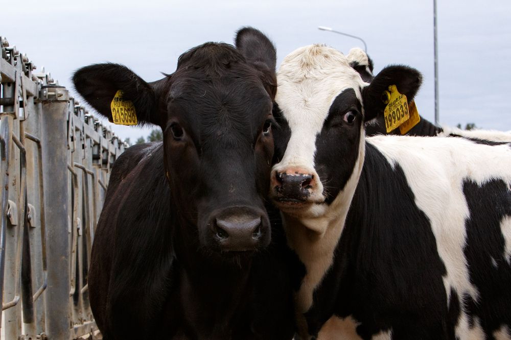 Фотография автора Елена Кошкина