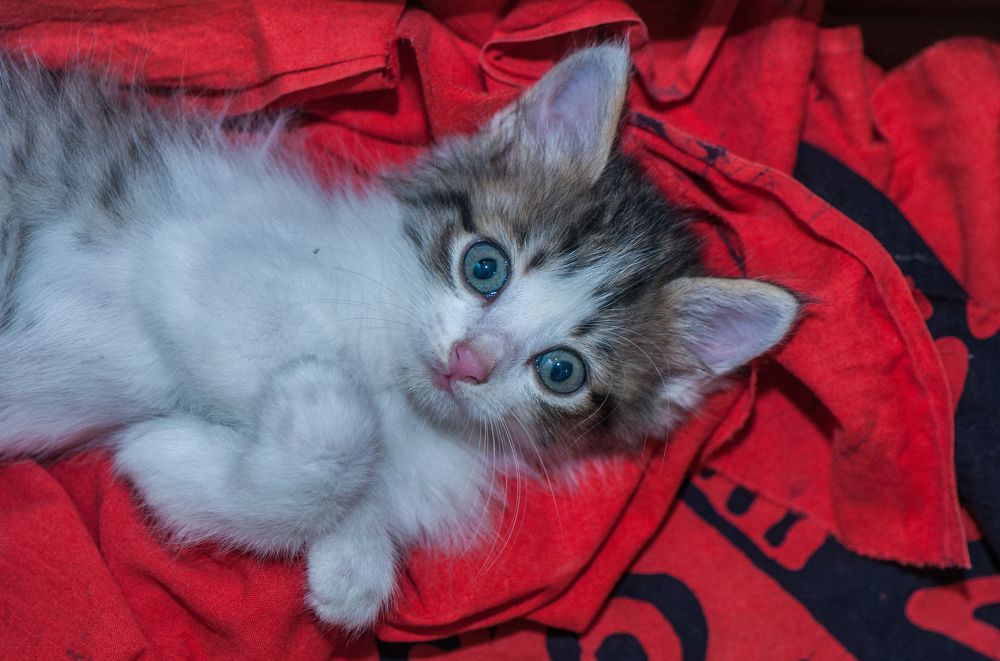 Photograph by Chamara Sulakkhana Polwatta Siriyalage