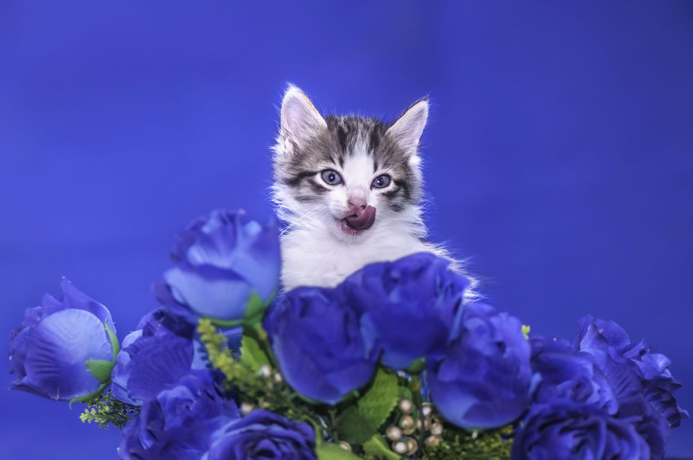 Photograph by Chamara Sulakkhana Polwatta Siriyalage