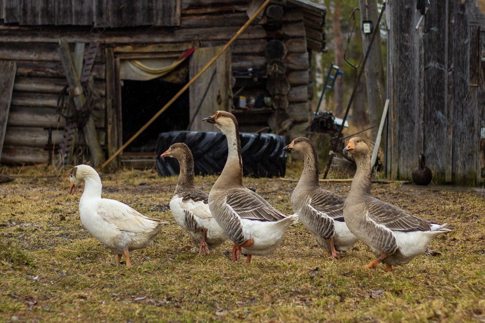 Photograph by Елена Хорохорина