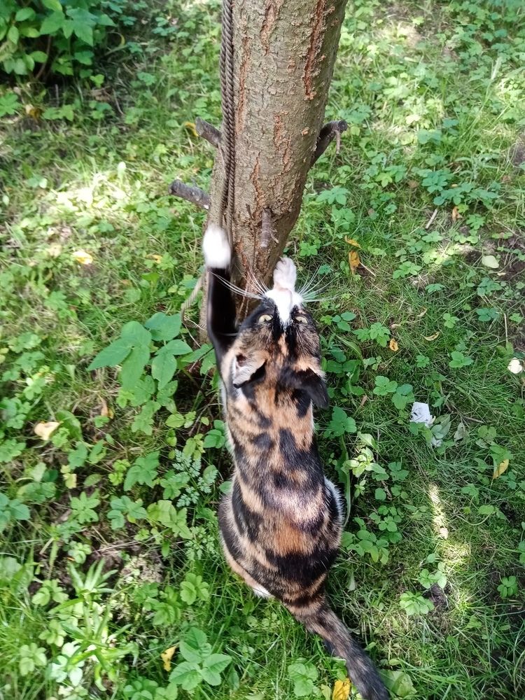 Фотография автора Natalia Khodina