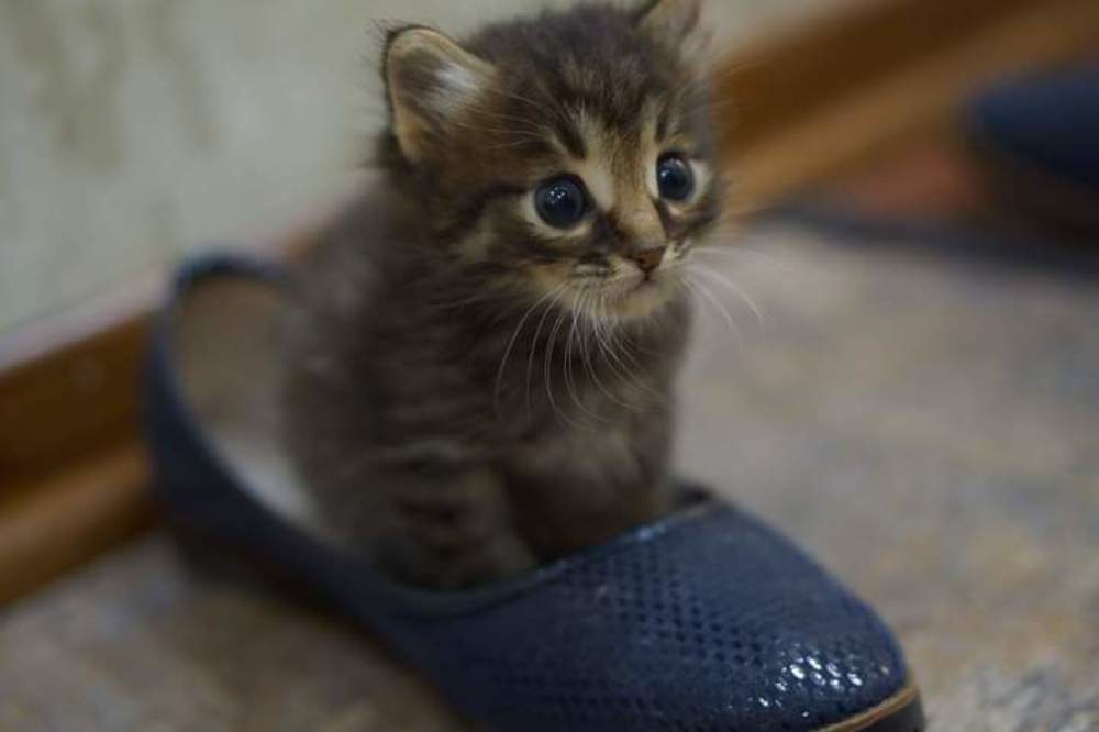 Photograph by Эльза Чанба