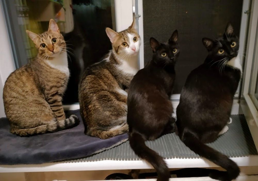 Мама , а мы тебя в окошко выглядывали !