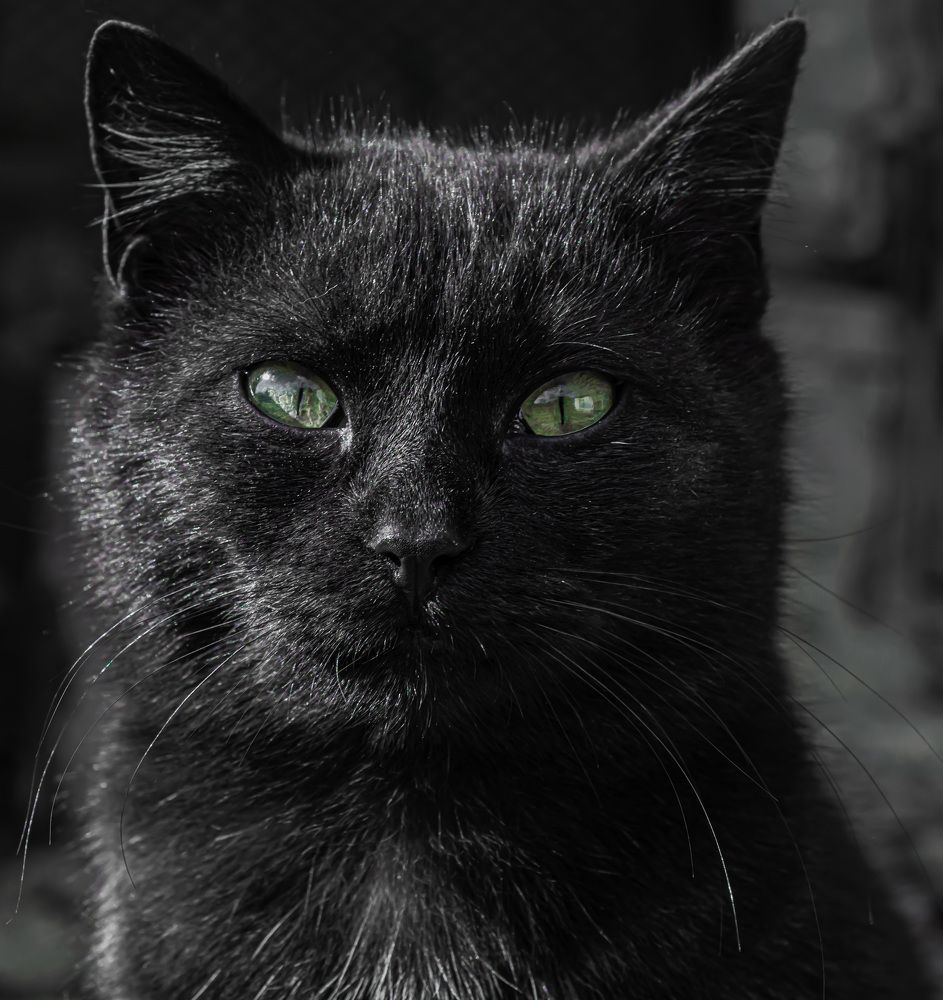 Photograph by Муза Латинская