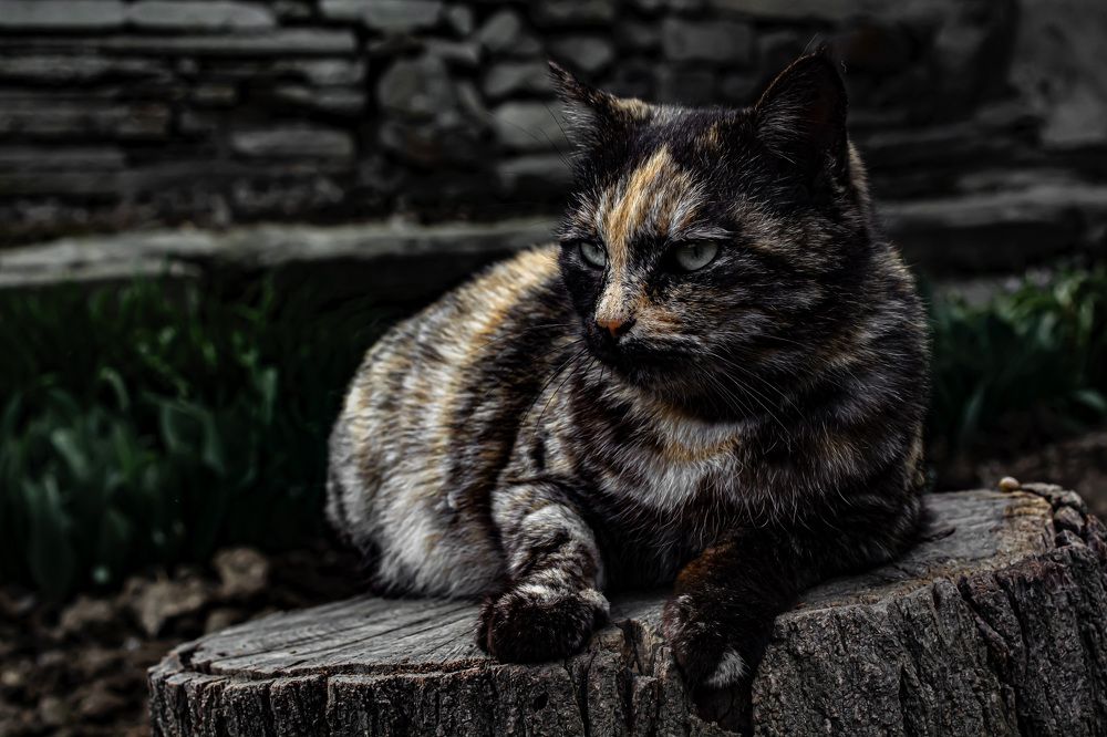 Photograph by Муза Латинская