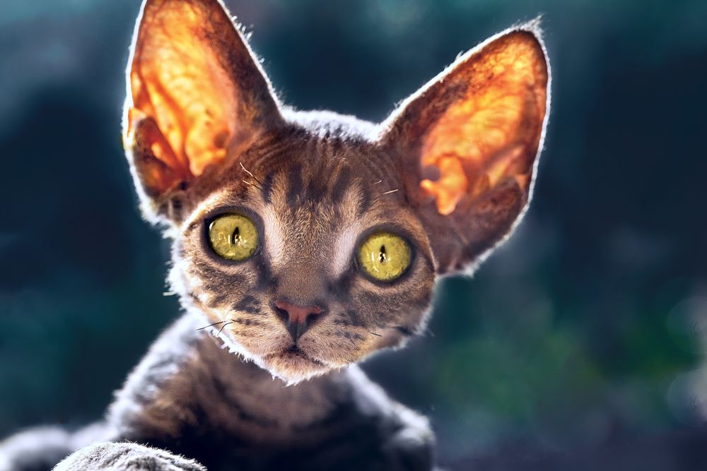 Любопытный ушастик