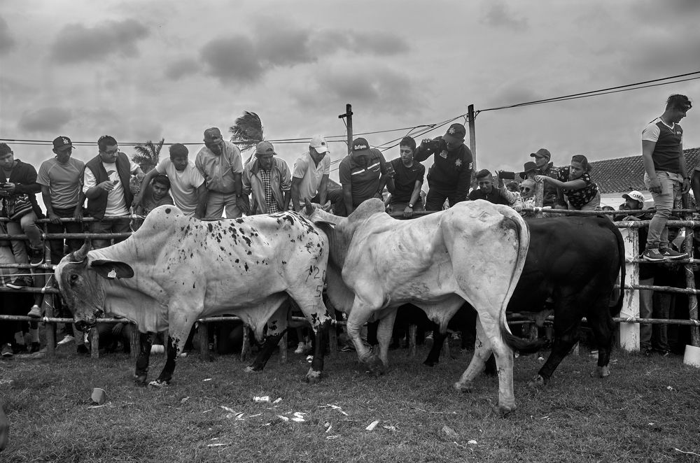 Toros en Tlacotalpan