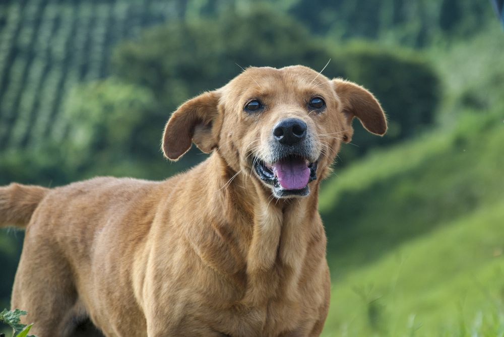 Photograph by samuel celegatti