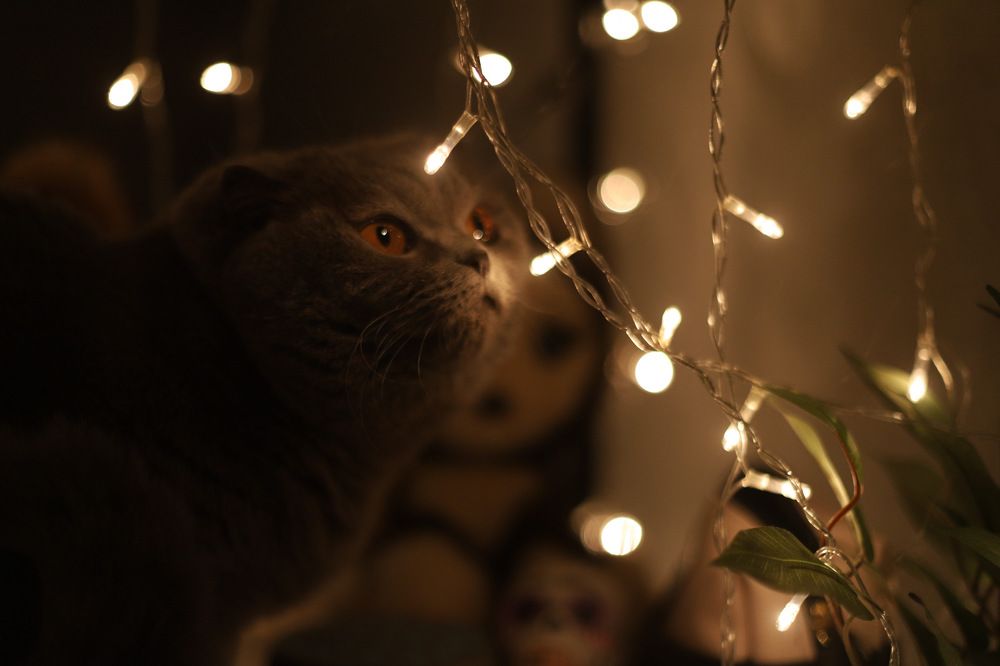 Фотография автора Елизавета Иваськевич