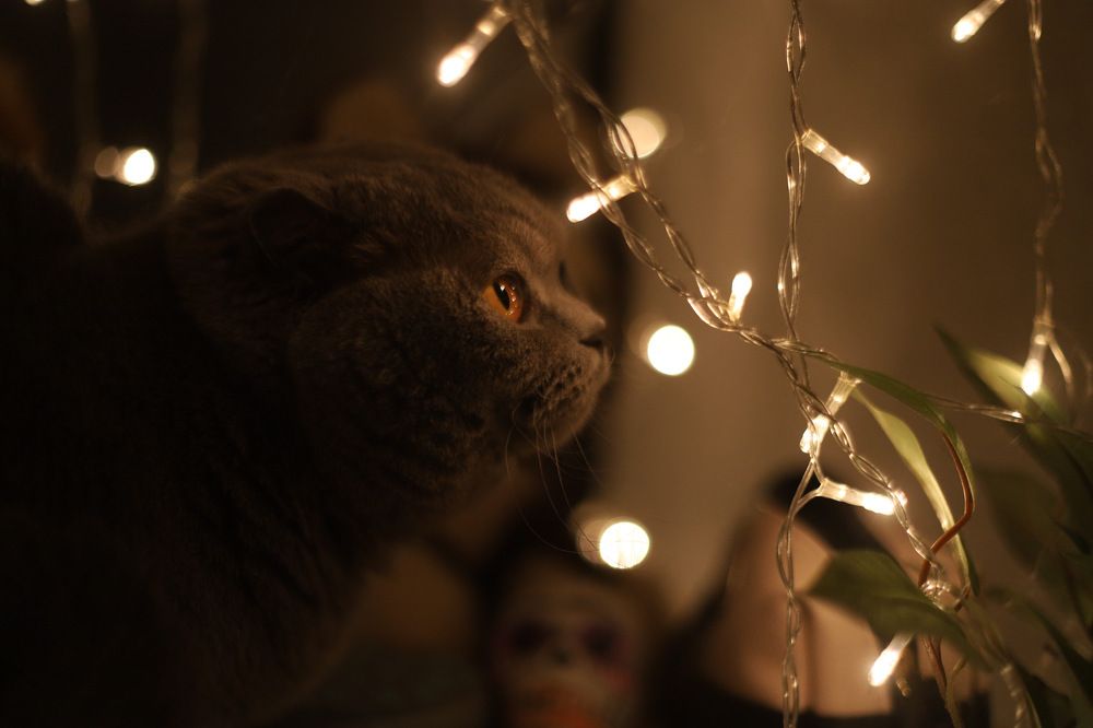 Фотография автора Елизавета Иваськевич