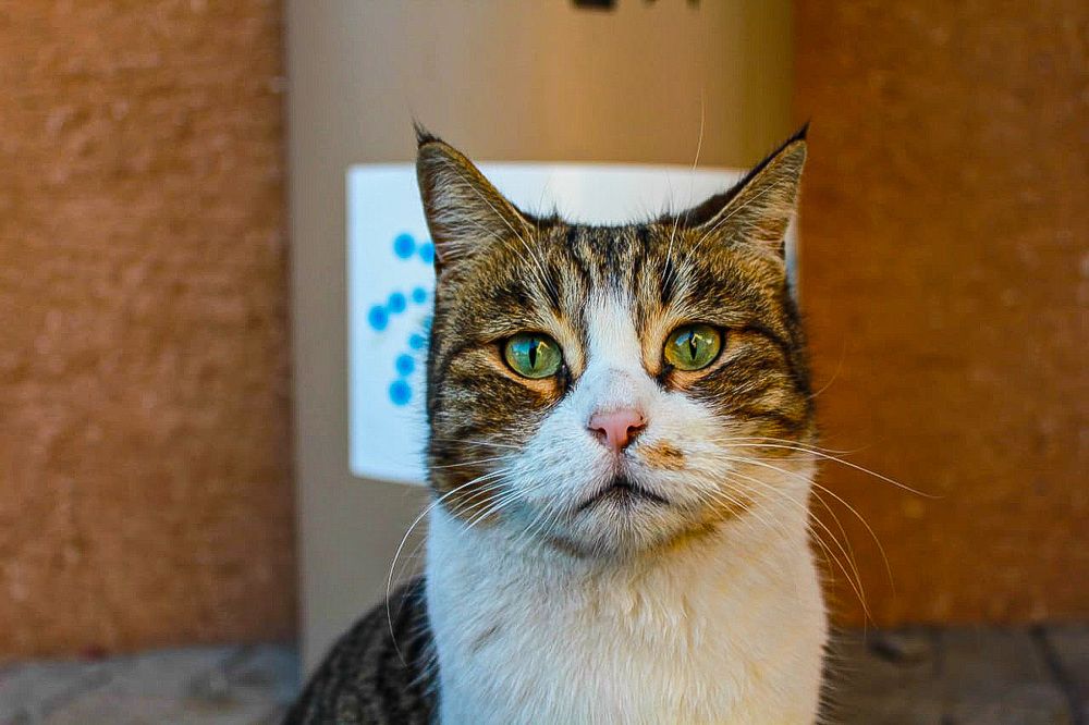 Photograph by ramleh kargar