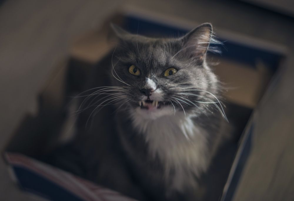 Фотография автора Сигидова Ирина