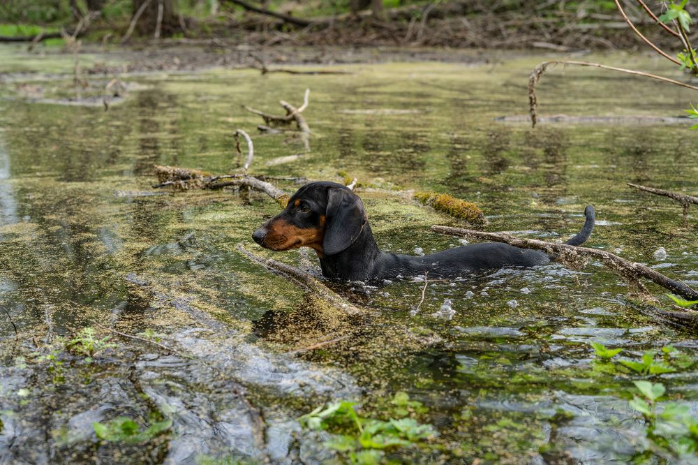 Фотография автора Александр Кременицкий