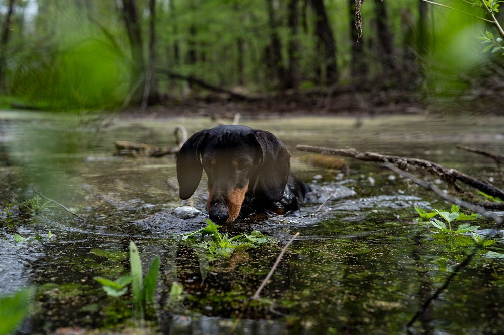 Фотография автора Александр Кременицкий