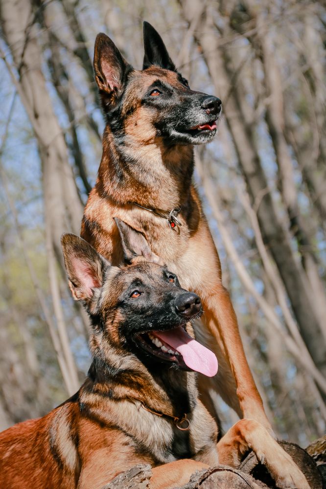 Бельгийские овчарки