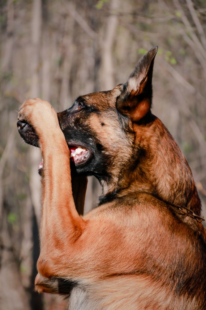 Бельгийская овчарка